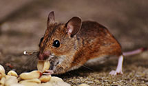 24 Hour & Emergency Exterminators in Jefferson Park, IL